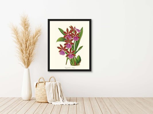 Zygopetalum clayi | Orchid Wall Art Print