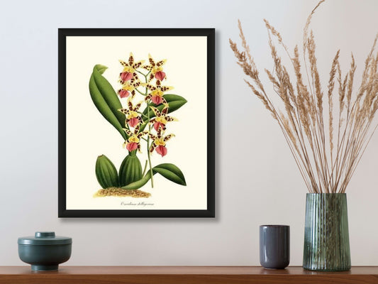 Oncidium stelligerum | Orchid Wall Art Print