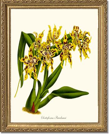 Odontoglossum Braeckmani | Orchid Wall Art Print