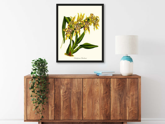 Odontoglossum Braeckmani | Orchid Wall Art Print