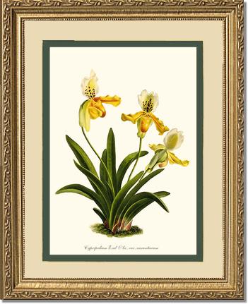 Cypripedium exul | Orchid Wall Art Print