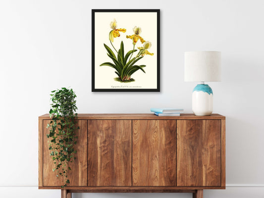Cypripedium exul | Orchid Wall Art Print