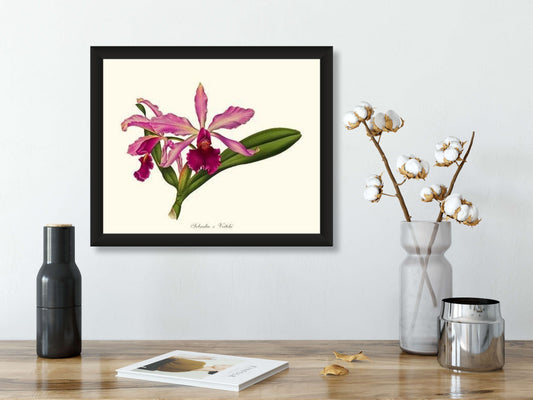 Laeliocattleya Pringiersi | Orchid Wall Art Print