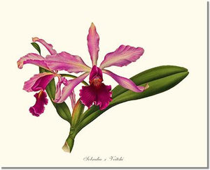 Orchid Print: Laeliocattleya Pringiersi