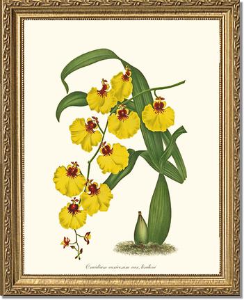 Oncidium varicosum | Orchid Wall Art Print
