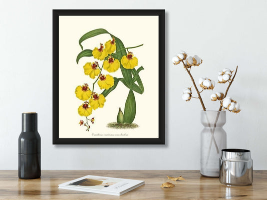 Oncidium varicosum | Orchid Wall Art Print