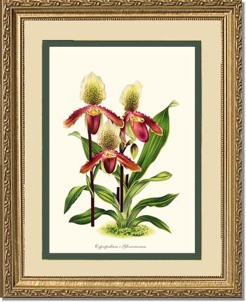 Cypripedium Glonerianum | Orchid Wall Art Print