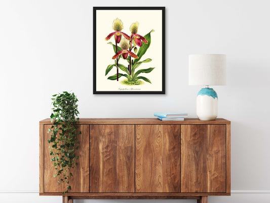 Cypripedium Glonerianum | Orchid Wall Art Print