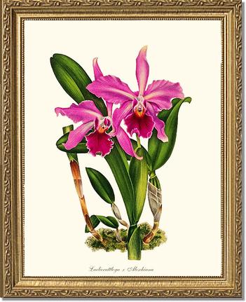 Laeliocattleya Aleschiana | Orchid Wall Art Print