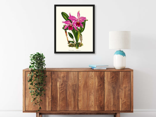 Laeliocattleya Aleschiana | Orchid Wall Art Print