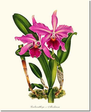 Orchid Print: Laeliocattleya Aleschiana