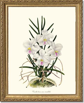 Vanda tere | Orchid Wall Art Print