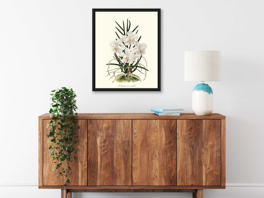 Vanda tere | Orchid Wall Art Print