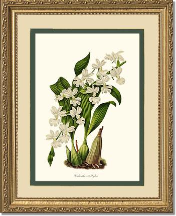 Calanthe Mylesi | Orchid Wall Art Print