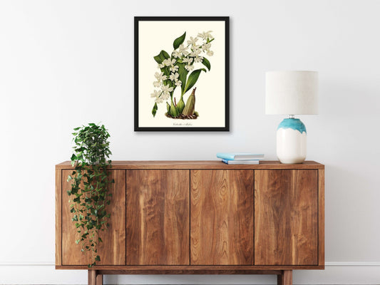 Calanthe Mylesi | Orchid Wall Art Print