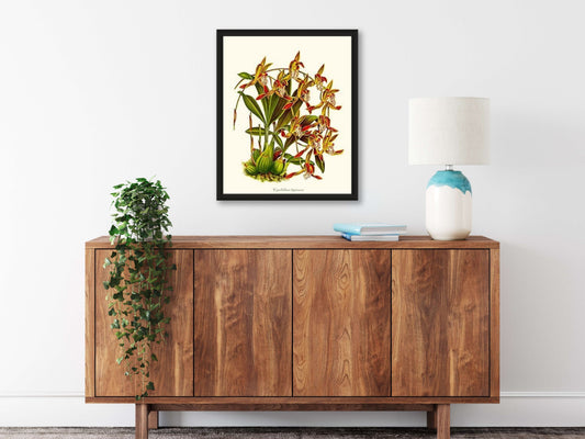 Oncidium forbesii | Orchid Wall Art Print