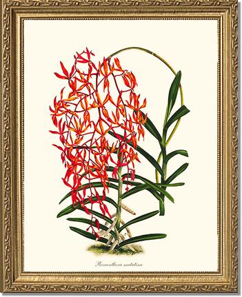 Renanthera matutina | Orchid Wall Art Print
