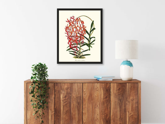 Renanthera matutina | Orchid Wall Art Print