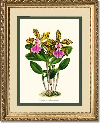 Cattleya Memoria bleui | Orchid Wall Art Print