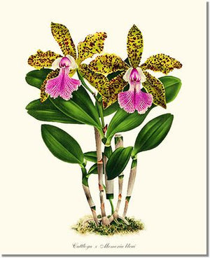 Orchid Print: Cattleya Memoria bleui