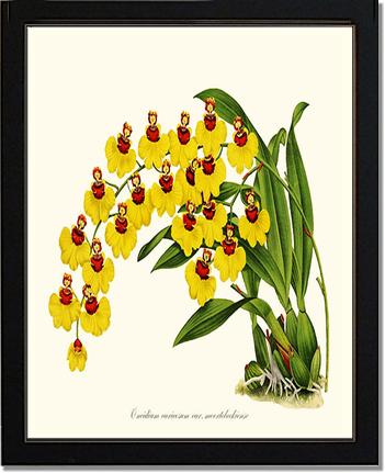 Oncidium varicosum | Orchid Wall Art Print