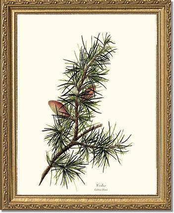 Cedar Tree Print - Charting Nature