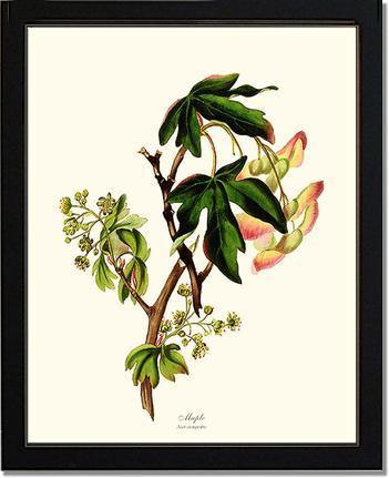 Maple Tree - Charting Nature