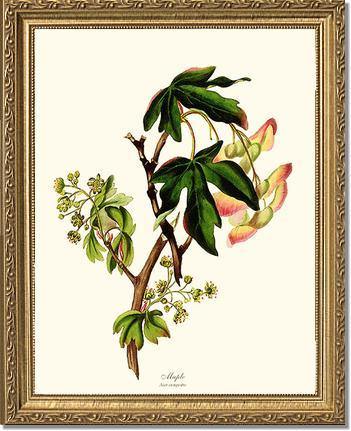 Maple Tree - Charting Nature