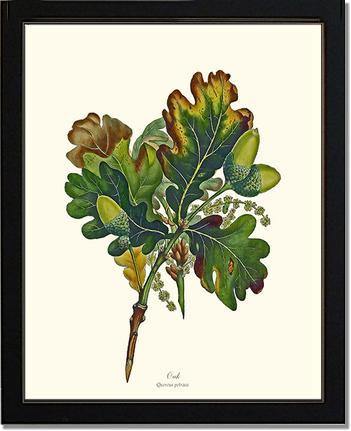 Oak Tree - Charting Nature