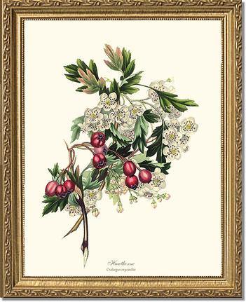 Hawthorn Tree - Charting Nature