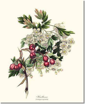 Tree Print: Hawthorn Tree