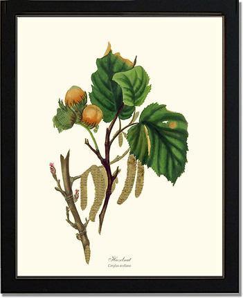 Hazelnut Tree - Charting Nature