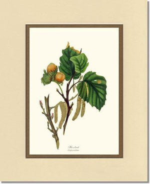 Hazelnut Tree - Charting Nature
