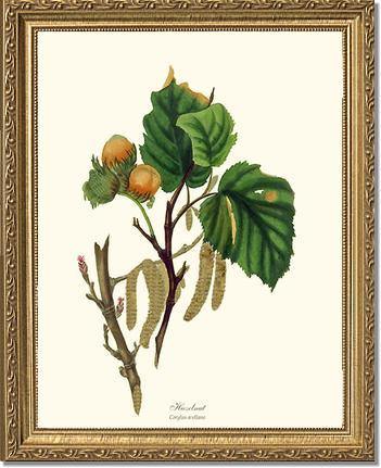 Hazelnut Tree - Charting Nature