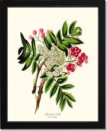 Mountain Ash Tree - Charting Nature