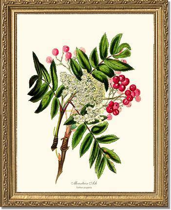 Mountain Ash Tree - Charting Nature