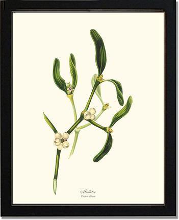 Mistletoe Tree - Viscum album - Charting Nature