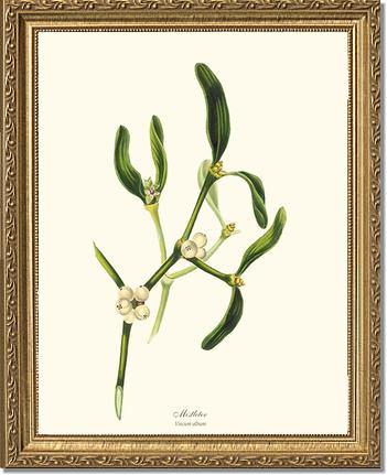 Mistletoe Tree - Viscum album - Charting Nature