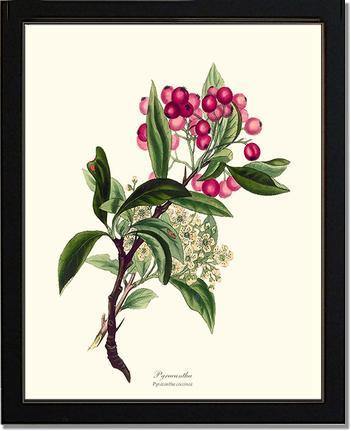 Pyracantha Tree - Charting Nature