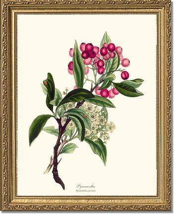 Pyracantha Tree - Charting Nature