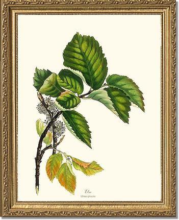 Elm Tree - Charting Nature