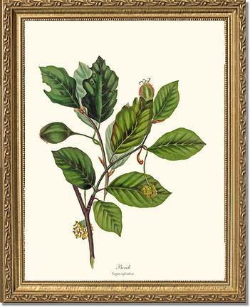 Beech Tree - Charting Nature