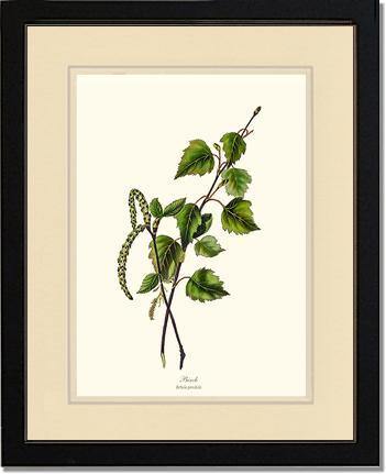 Birch Tree - Charting Nature