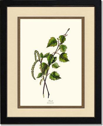 Birch Tree - Charting Nature