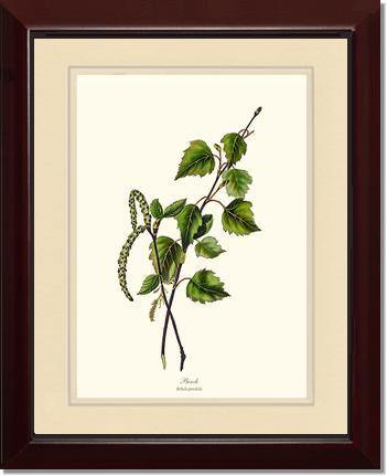 Birch Tree - Charting Nature