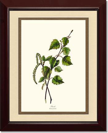 Birch Tree - Charting Nature