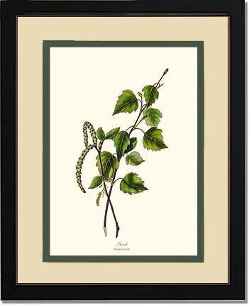 Birch Tree - Charting Nature