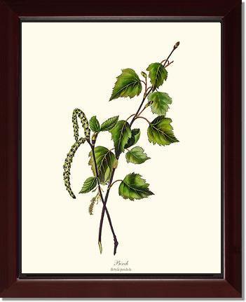 Birch Tree - Charting Nature