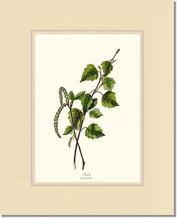 Birch Tree - Charting Nature