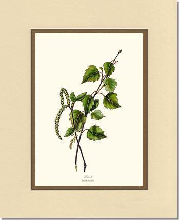 Birch Tree - Charting Nature